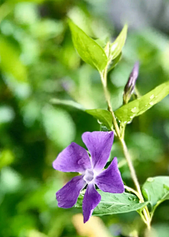 那鸣采集到花花草草