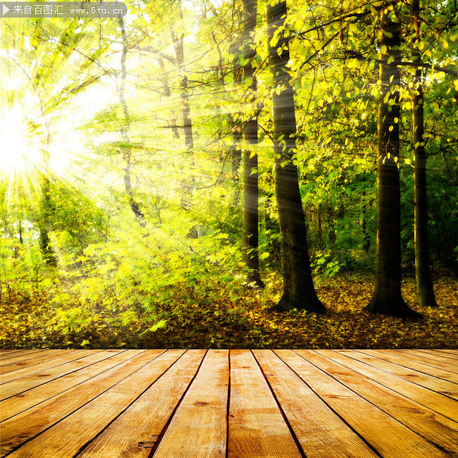 树林地板图片 拥抱自然图片素材_自然风光...