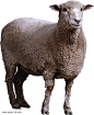 羊PNG图像图片png免抠元素动物元素背景装饰免扣图片