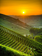 ✮意大利的葡萄园在日出