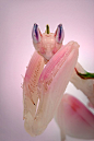 Orchid Praying Mantis, Photo by Igor Siwanowicz: 