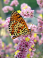 Melitaea didyma