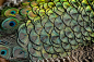 Peacock Detail Wallpaper Wall Mural - Self-Adhesive - Multiple Sizes - Magic Mur contemporary-wallpaper