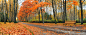 美丽的秋季树林景色高清摄影图片 - 素材中国16素材网