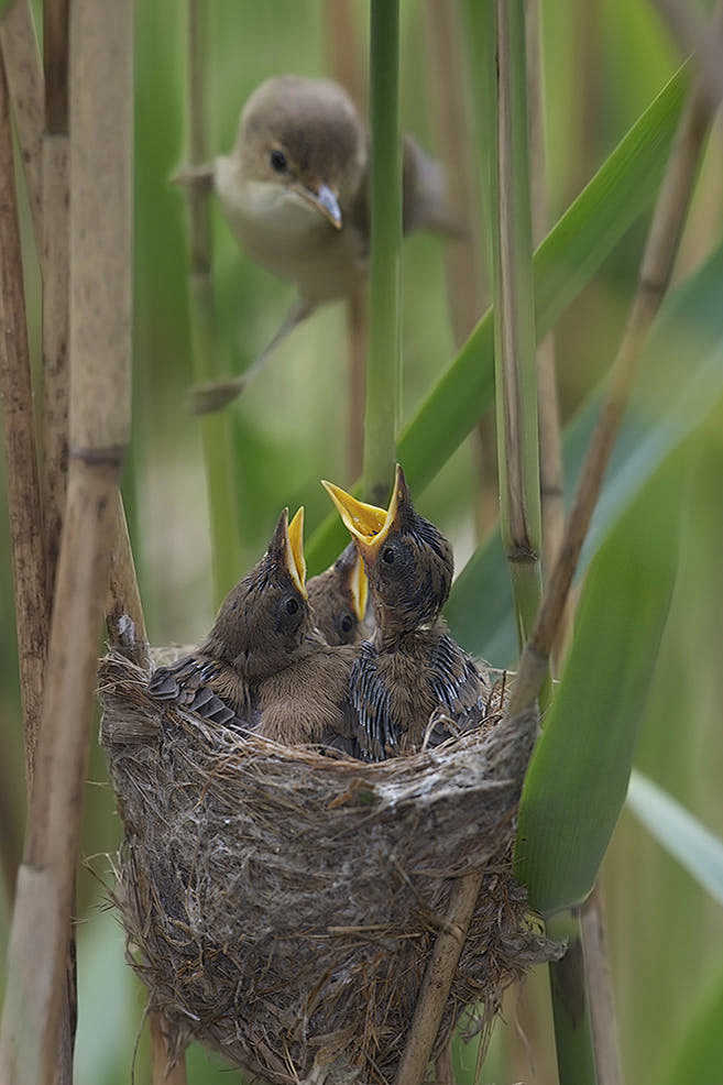 大苇莺Acrocephalus arun...