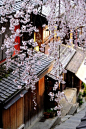 Spring Blossoms, Kyoto, Japan
