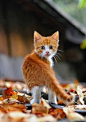 ginger kitten in the autumn