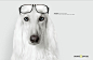 Grand Optical眼镜创意海报设计：近视的狗