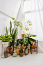 indoor-plant-decoration-ideas.jpg (550×824)