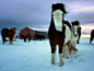 冰岛马匹全年都在外面，甚至整个冬季，这是12月在冰岛南部抓拍的怀有小马驹的母马。