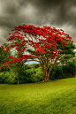 Flamboyan Tree, Puerto Rico photo via star: 