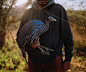 Photograph by David Chancellor @chancellordavid - catching vulturine guineafowl for a research project, Mpala research centre, northern Kenya - The name of the vulturine guineafowl (Acryllium vulturinum) comes from its bald head and neck, which is similar