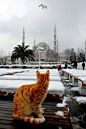 Winter in İstanbul, Türkiye