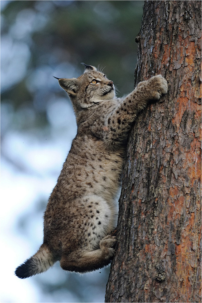 Lynx Cub by P. Linde...
