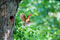 Photograph Red Bird in Green Forest 1 by Nobby  on 500px