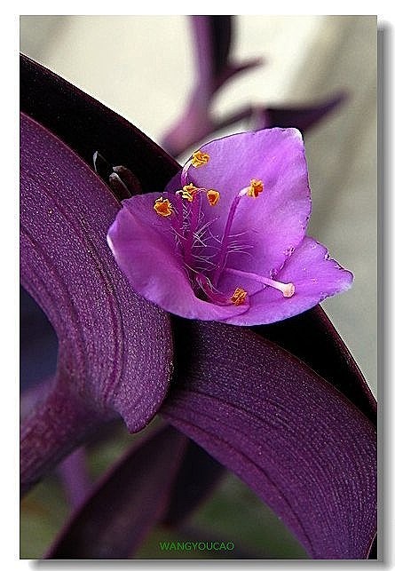 紫罗兰（紫叶鸭拓草）