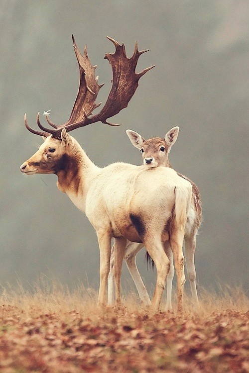 鹿，精灵般的存在。