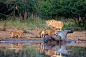 狩
lions eating an hippopotamus in kruger national park south africa by Matthieu gallet on 500px