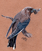 Dusky Woodswallow by KristynJanelle
