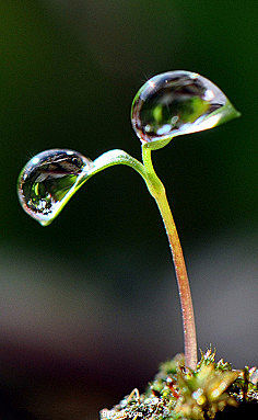 思雨(＞﹏＜)采集到露珠幻化了生命，被悲悯的林中精灵，携为记忆的永恒