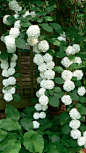 Double file viburnum