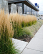 Feather Reed Grass - Okanagan Xeriscape Association