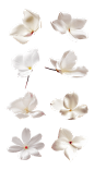 素材组合-白色花瓣3