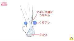 ق2401采集到【人体】绘画教程