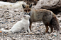 A cat and fox became two unlikely best friends that share a territory and hunt together as well as frequent cuddling. 