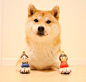 柴犬（Daifuku）和他的玩具