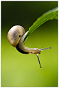 柔软体操——微距蜗牛