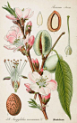 Almond Antique Botanical Illustration from Flora of Germany circa 1903::