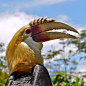 Hornbill.