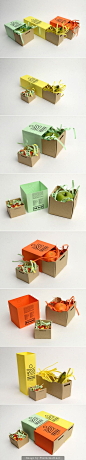 Fruit packaging Hermanos Fernandez: 
