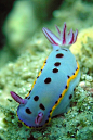 Nudibranch | Jellyfish Mash. //underwater porn | Pinterest
