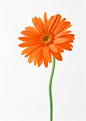 橙色,花,非洲菊,花朵,摄影_122673348_Gerbera_创意图片_Getty Images China