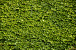 Andreas Altenburger在 500px 上的照片Green wall background of Boston ivy