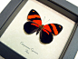Butterfly: Catagramma Cynosura | Real Butterfly Gifts Framed Butterflies and Insect Displays