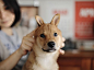 《家庭日记》。摄影师森友治和妻子、一儿一女、三只狗狗住在福冈。在博客上公布家庭生活的点点滴滴，把眼前发生的事情拍下，用客观的语言原封不动地传出去。在他的照片里，你会看见幸福，爱。