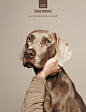 法国Biocanina宠物护理品牌创意广告