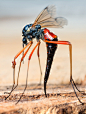 bogleech:

tumbr561pete:

amherstwu:

Cranefly Airlines by johnhallmen on Flickr.

I love the parasite on his leg… even bugs get bugs!!!

That actually isn’t a parasite, but a hitch-hiking pseudoscorpion! They grab on to flying insects in order to travel 