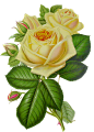 White rose PNG image, flower white rose PNG picture