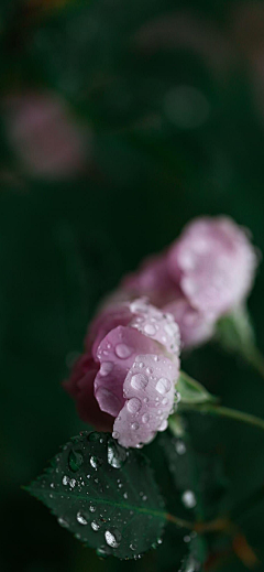 --au--采集到花卉植物