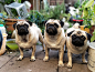 三个哈巴狗站在一个棚子里，满满的盆栽