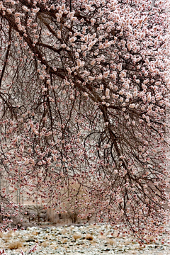 蝉知雪（简若明）采集到花鸟鱼虫-花