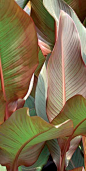 Tropical Leaves: 