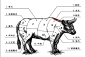 牛的生理结构与牛的生理解剖图-搜狐