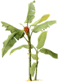 芭蕉 香蕉 热带植物 花 水果 素材 叶子 