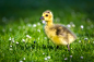 animal-animal-world-close-up-duckling-432989