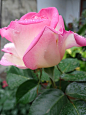 安妮的玫瑰 回报各位花友给我的厚爱_看图_月季花吧_百度贴吧
